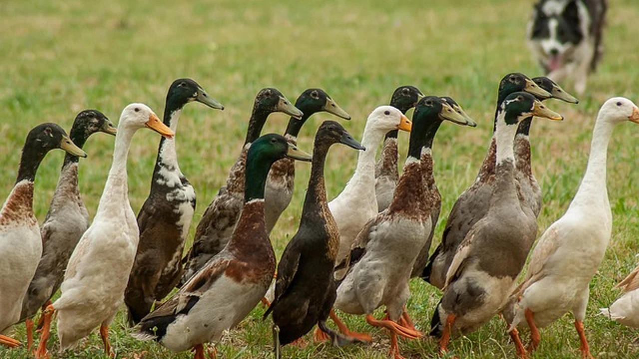 1. Runner’s Knee (Patellofemoral Pain Syndrome) supporting running article image