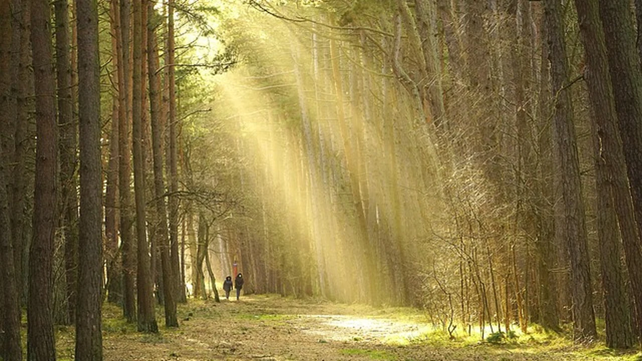 Step 3: Light Mobility and Self-Massage (Foam Rolling &amp; Tools) supporting running article image